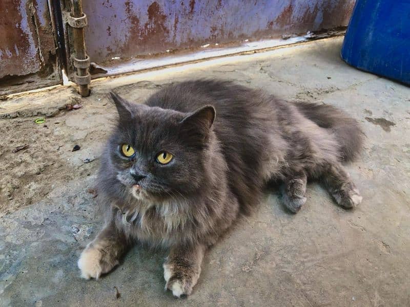 Fluffy Persian Female Cat for Sale | WhatsApp : 03228739639 0