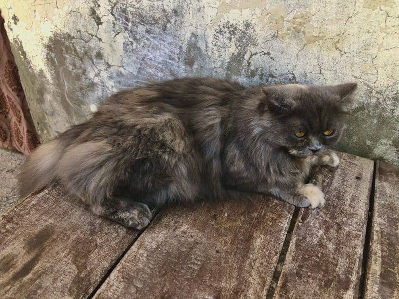Fluffy Persian Female Cat for Sale | WhatsApp : 03228739639 2