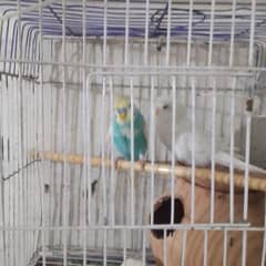 two male adult bugie parrot  sale or exchange one with female. with