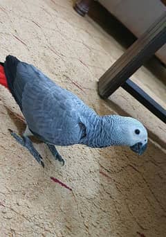 grey parrot nd ringneck chicks