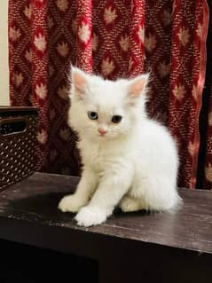 Persian Kitten Available 03439277208 Contact Me On WhatsApp Number