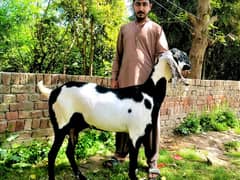 Ambarsari Beatle goat