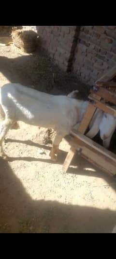 2 rajanpuri goats for sale