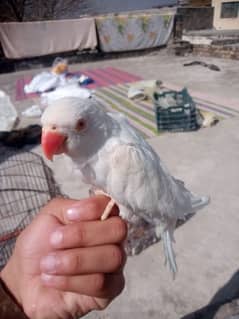 tamed white Ringnack parrot For sale age : 3.6 months