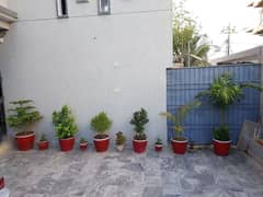 Plants and trees paude