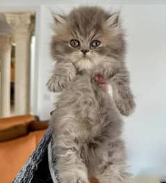 cute face Persian kittens / fluffy cats / grey cats / persion cats