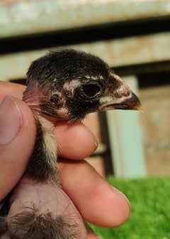 Madagascar chick read full add