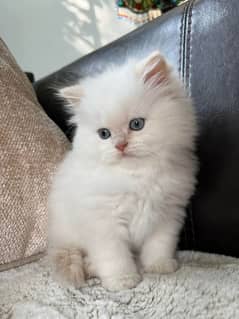 cute face beautiful kitten / persian kittens /punch face | persian cat