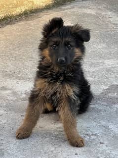 German Shepard puppy