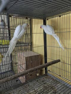 Ringneck, Rosella, Lovebirds