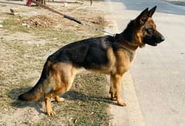 German Shepherd Female