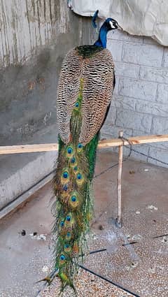 peacock Blue shoulder (3 years old )