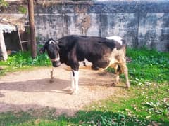 Pure Holstein Friesian Pregnant cow