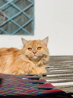 Persian Cat Male Stud Available Only Matting