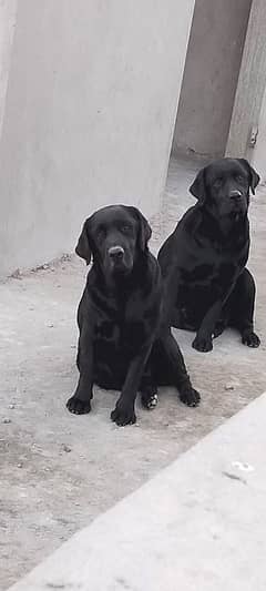 Labrador female available for sale