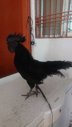 Ayam