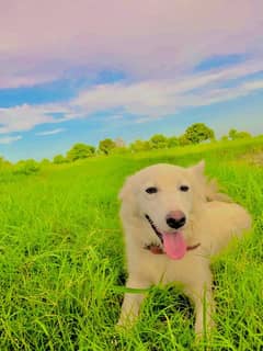 nice Russian dog  and home dog  child  play dog