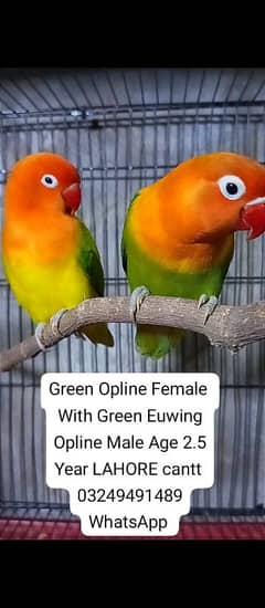 Lovebirds and cage for sale