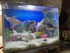 fish aquarium