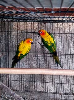 Sunconure