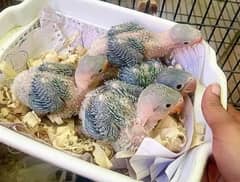 Raw parrot chicks