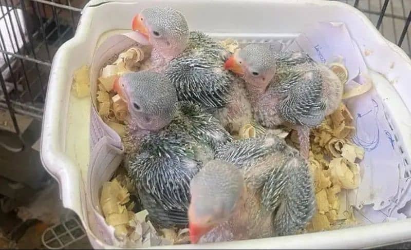 Raw parrot chicks 1