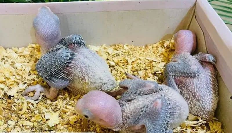 Raw parrot chicks 2