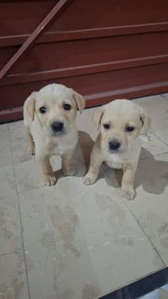 male and female labra dog