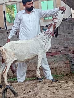 Dasi Bakri Confram 2 kg dood Nichy