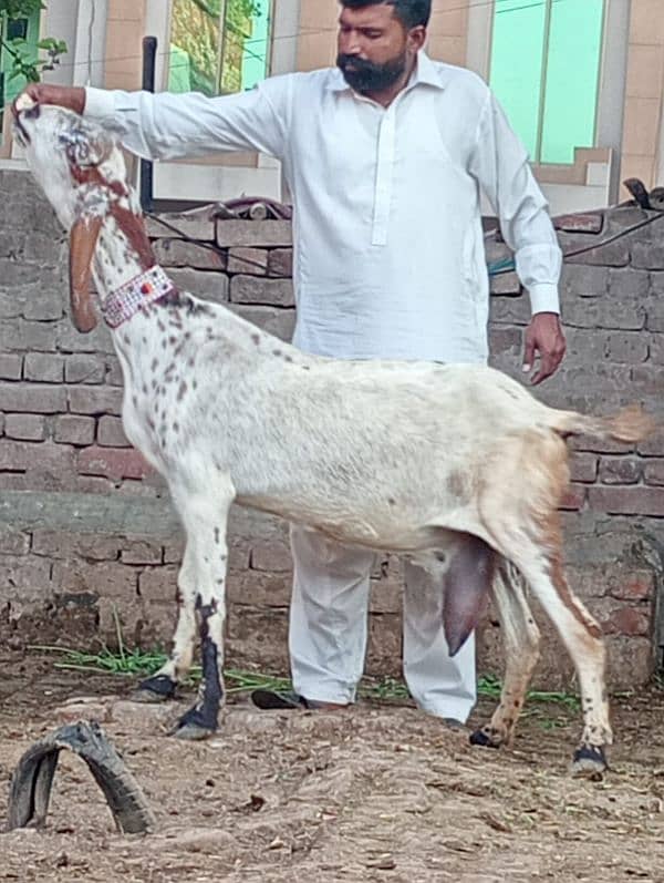 Dasi Bakri Confram 2 kg dood Nichy 1