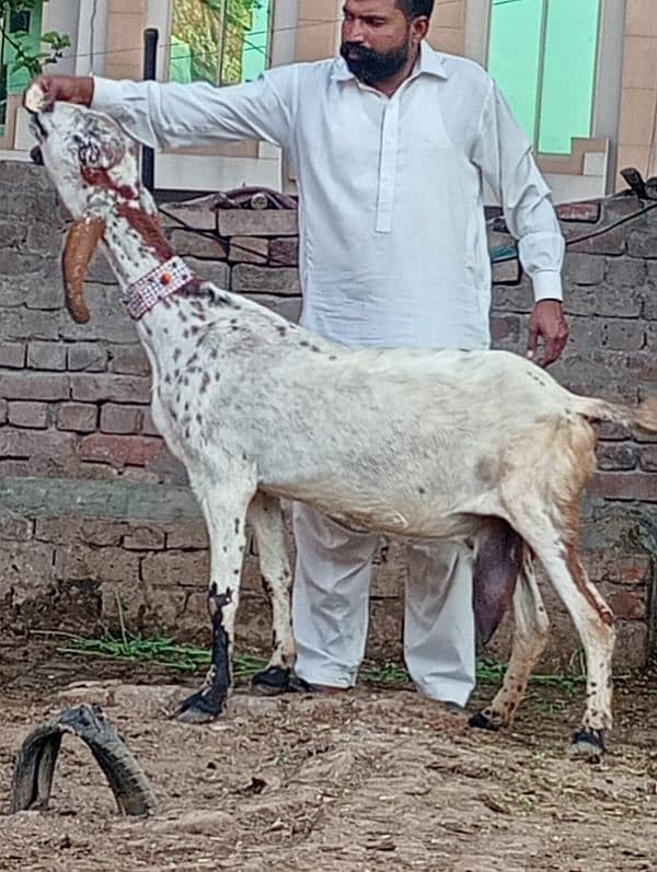 Dasi Bakri Confram 2 kg dood Nichy 2