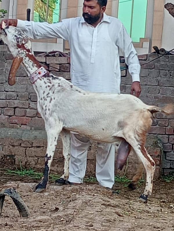 Dasi Bakri Confram 2 kg dood Nichy 3