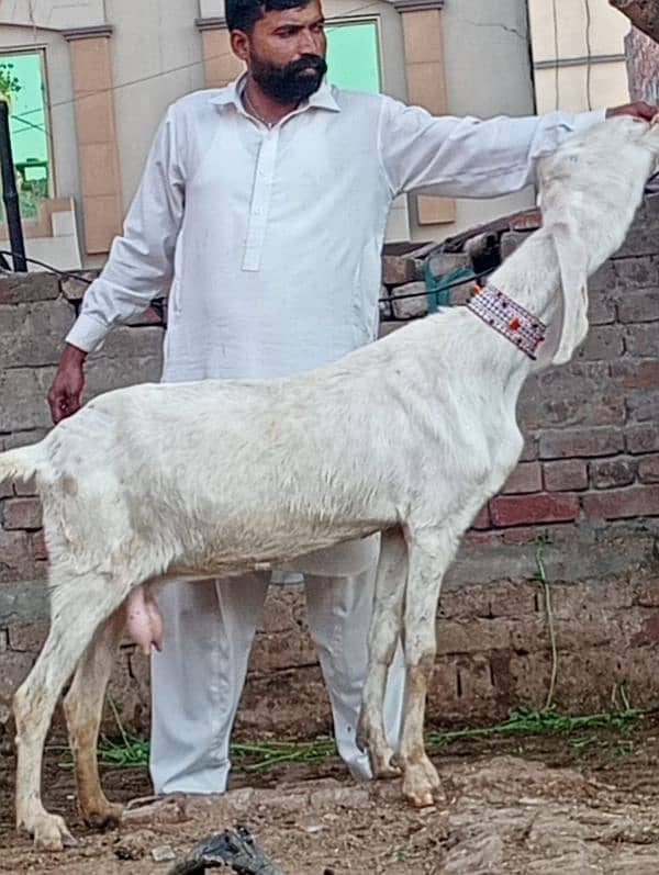 Dasi Bakri Confram 2 kg dood Nichy 4