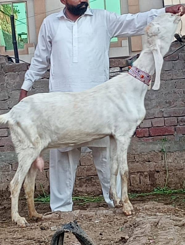 Dasi Bakri Confram 2 kg dood Nichy 5