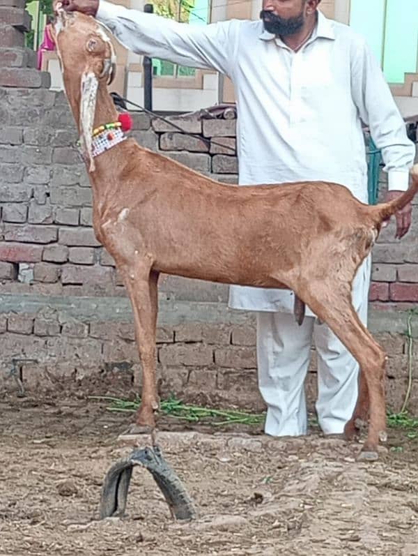 Dasi Bakri Confram 2 kg dood Nichy 6