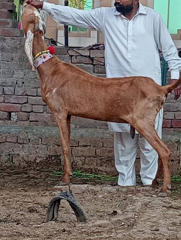 Dasi Bakri Confram 2 kg dood Nichy 7