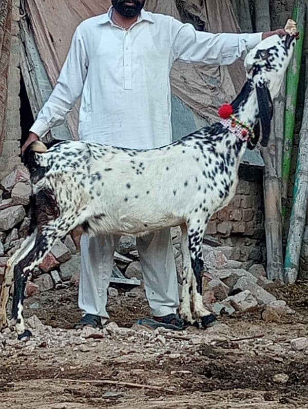 Dasi Bakri Confram 2 kg dood Nichy 8