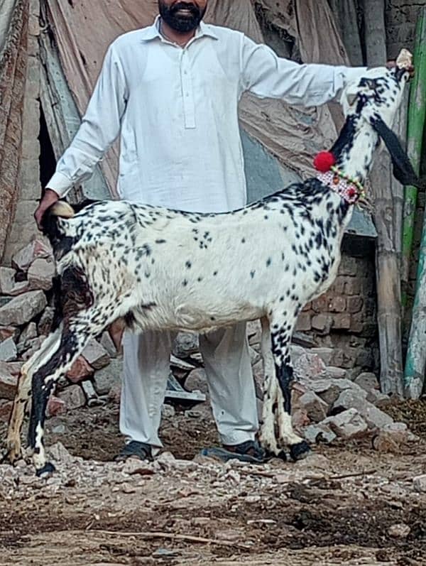 Dasi Bakri Confram 2 kg dood Nichy 9