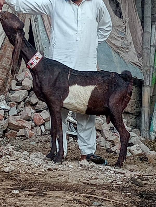 Dasi Bakri Confram 2 kg dood Nichy 13