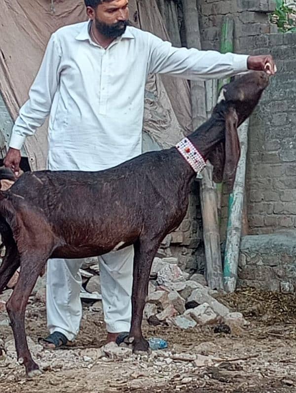 Dasi Bakri Confram 2 kg dood Nichy 14