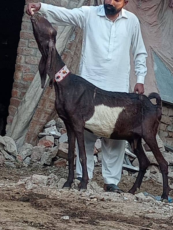 Dasi Bakri Confram 2 kg dood Nichy 15