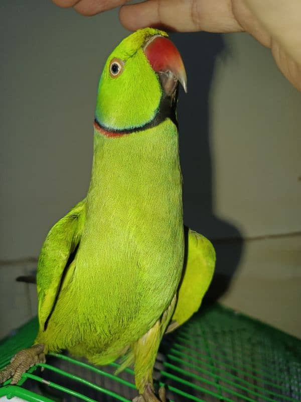 Ringneck face to face talking parrot 2