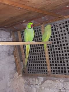 breeding pair