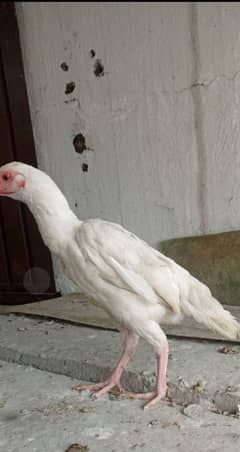 Paper White Aseel Heera Female Full White