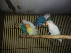 Love birds, Cremino, Albino Red eye, Parblue/Ino, Blue fisher/Ino