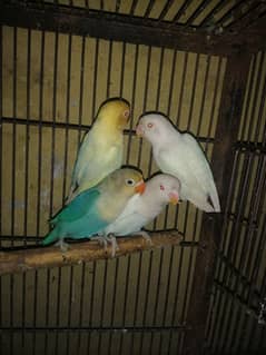 Love
