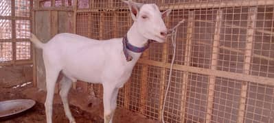 Pakka kheera tedda bakra ready for qurbani 2k25