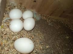 1 Pair with eggs + 1 feemale + Cage + Nesting box