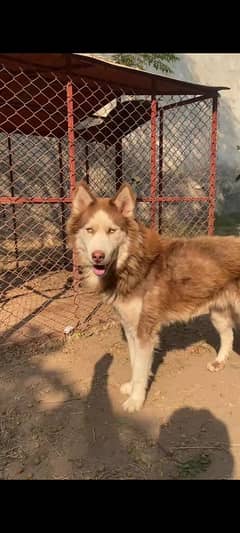 Siberian husky male