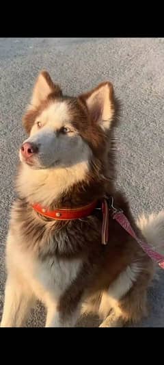 Siberian husky male